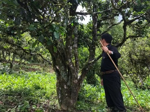 2021年大雪山古樹秋茶特點？