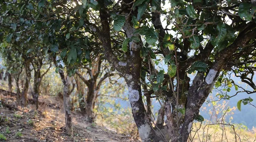 2021年大雪山古樹秋茶口感品鑒？