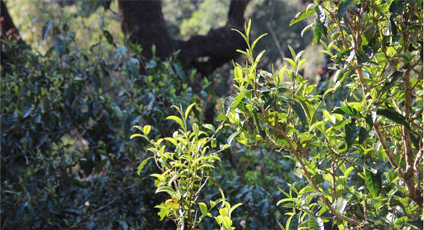2021大雪山古樹秋茶香甜順滑！