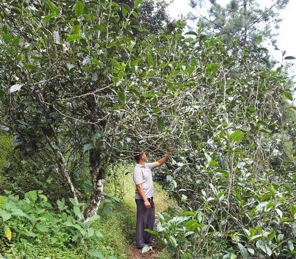 2021壩糯古樹(shù)秋茶藤條茶！不是樹(shù)種，而是這樣形成的！