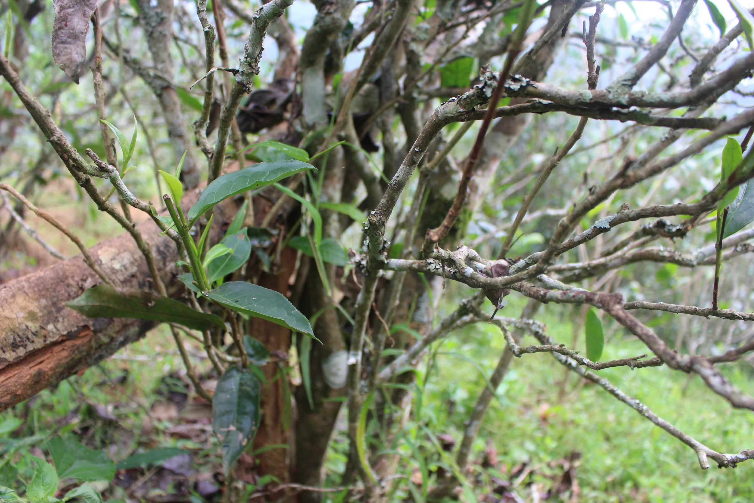 2021年壩糯古樹(shù)秋茶價(jià)格多少？