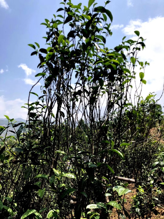 2021年壩糯古樹秋茶品鑒！