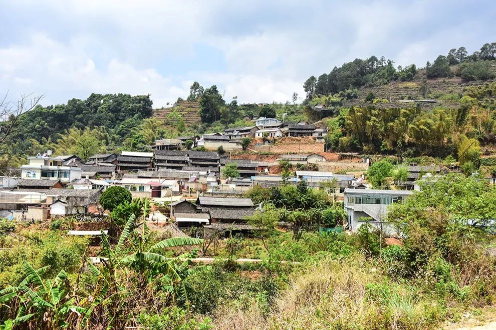 2021年正氣塘古樹(shù)秋茶特點(diǎn)是什么？