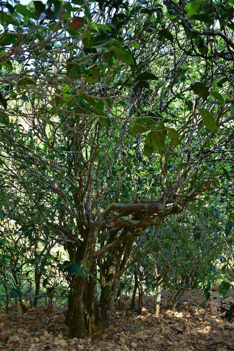 2021年正氣塘古樹(shù)秋茶口感是什么？