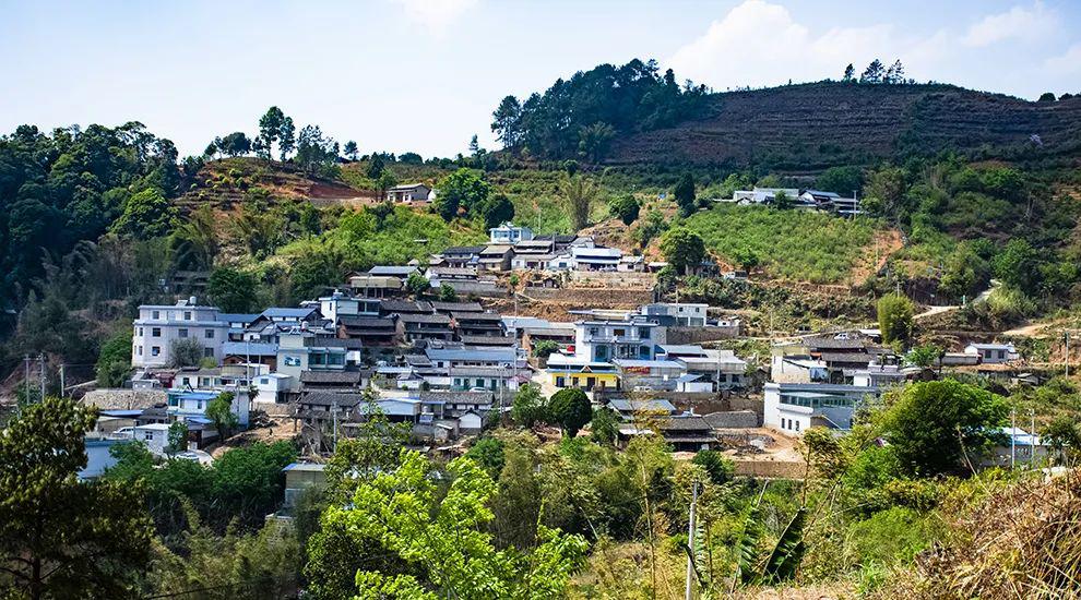 2021年正氣塘古樹秋茶為何號稱小冰島？