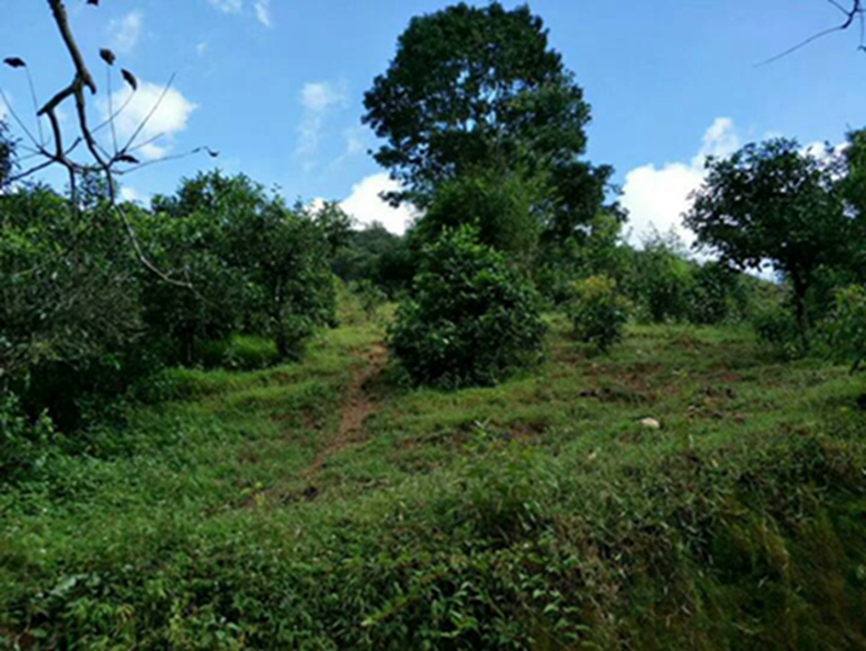 2021年冰島南迫古樹(shù)秋茶特點(diǎn)？