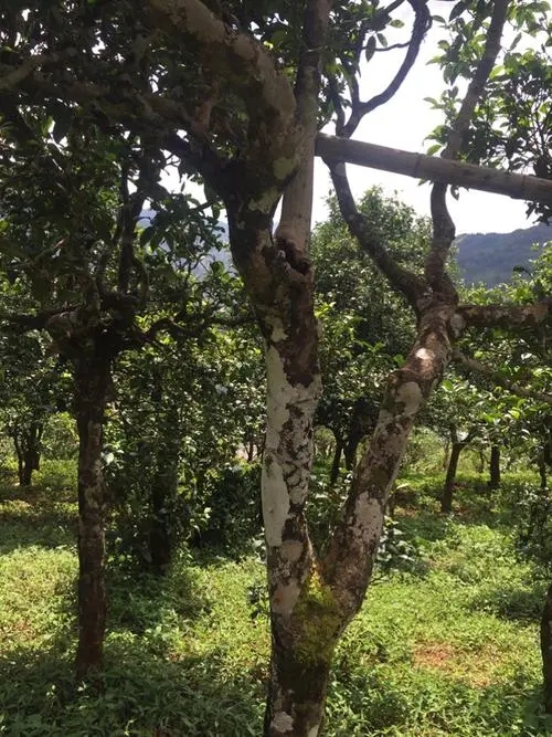2021年冰島地界古樹(shù)秋茶口感？