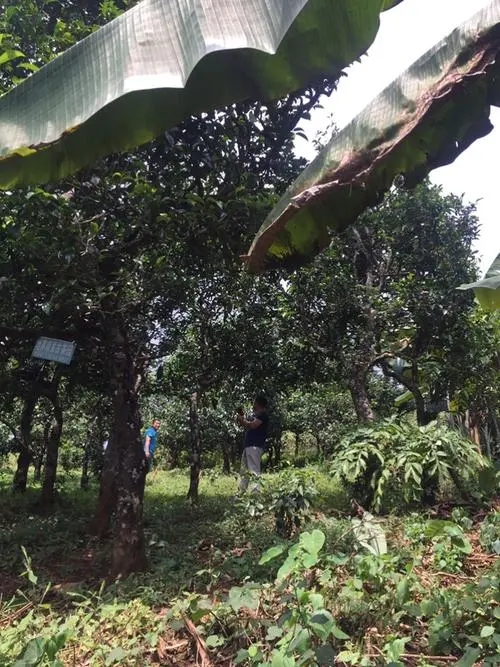 2021年冰島地界古樹(shù)秋茶特征詳解！