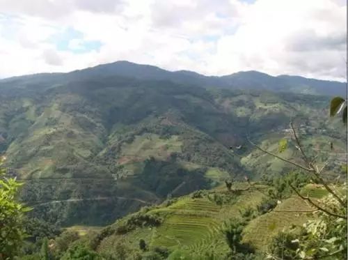 2021年冰島壩歪古樹秋茶特點(diǎn)？