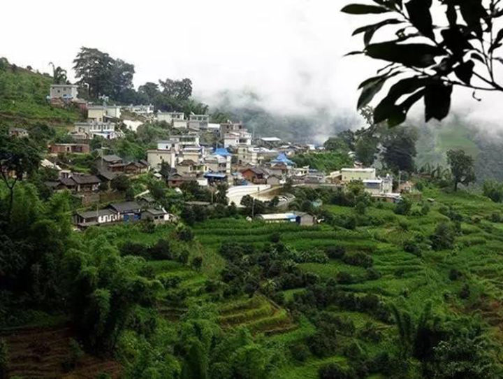 2021年冰島壩歪古樹(shù)秋茶口感？