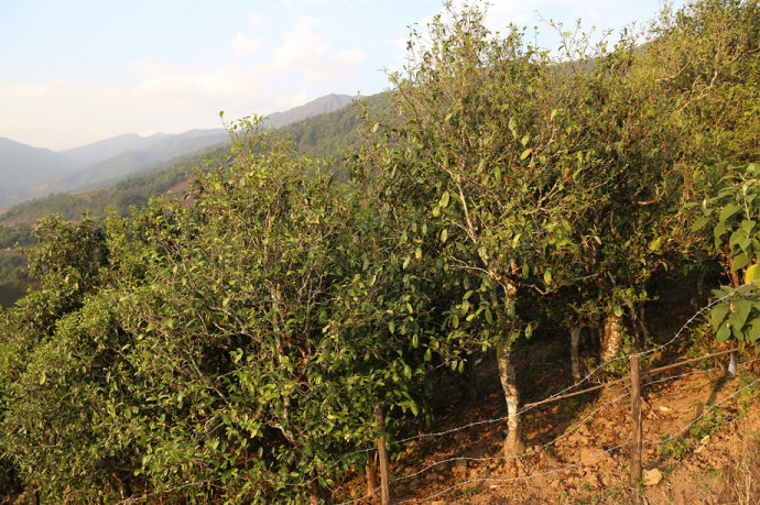 2021冰島壩歪古樹(shù)秋茶口感最接近冰島老寨！