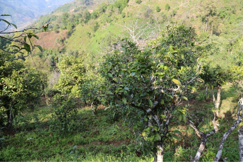 2021年冰島壩歪古樹秋茶，飲盡蘭花香，舒心又暢懷