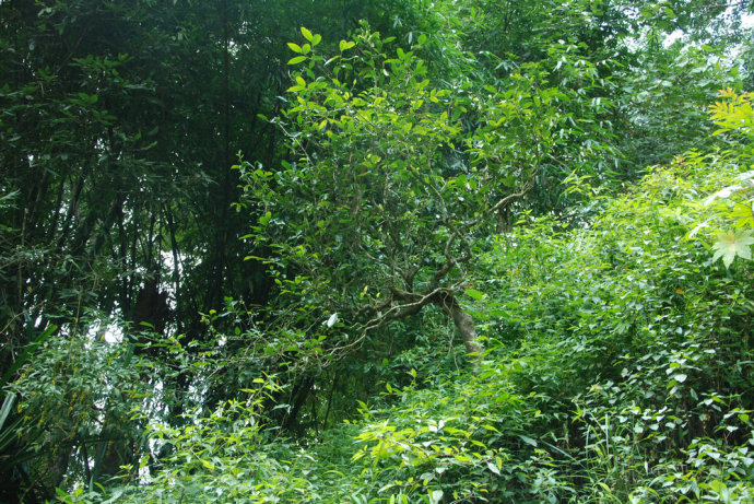 2021年冰島糯伍古樹秋茶| 甜出新高度，融在心底間~