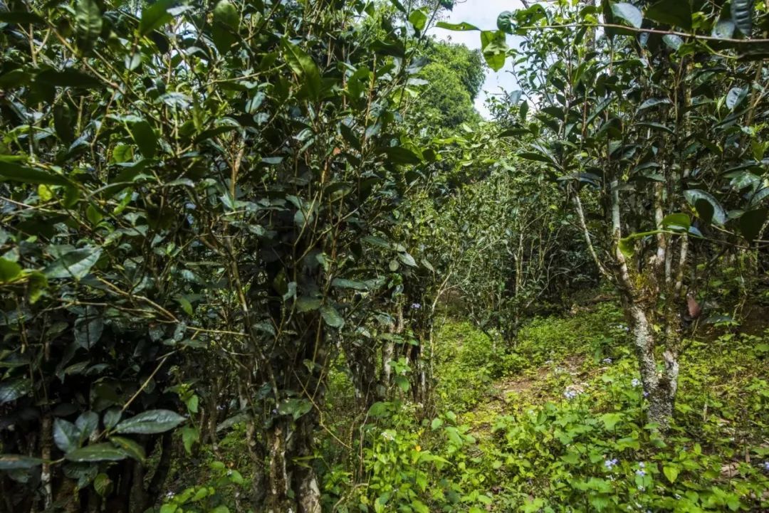 2021年冰島糯伍古樹秋茶口感是什么？