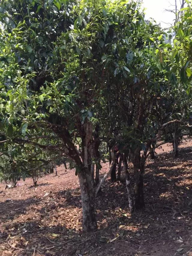 2021年冰島糯伍古樹秋茶特點？