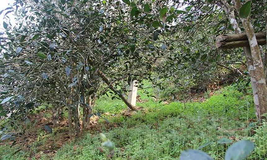 2021年昔歸古樹秋茶口感是什么？