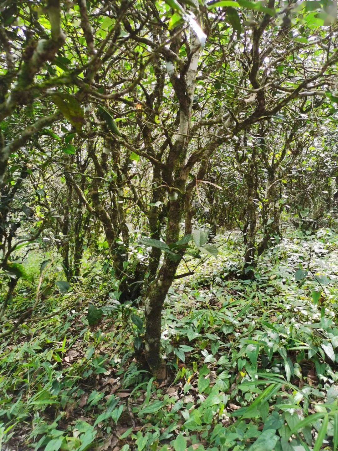 2021年昔歸古樹(shù)秋茶價(jià)格多少錢(qián)？