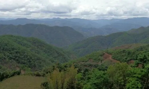 2021那罕古樹秋茶特點(diǎn)？