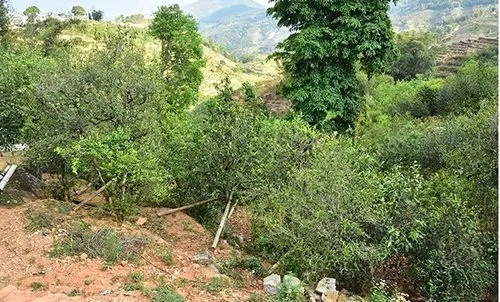 2021那罕古樹秋茶為何被稱為小昔歸？