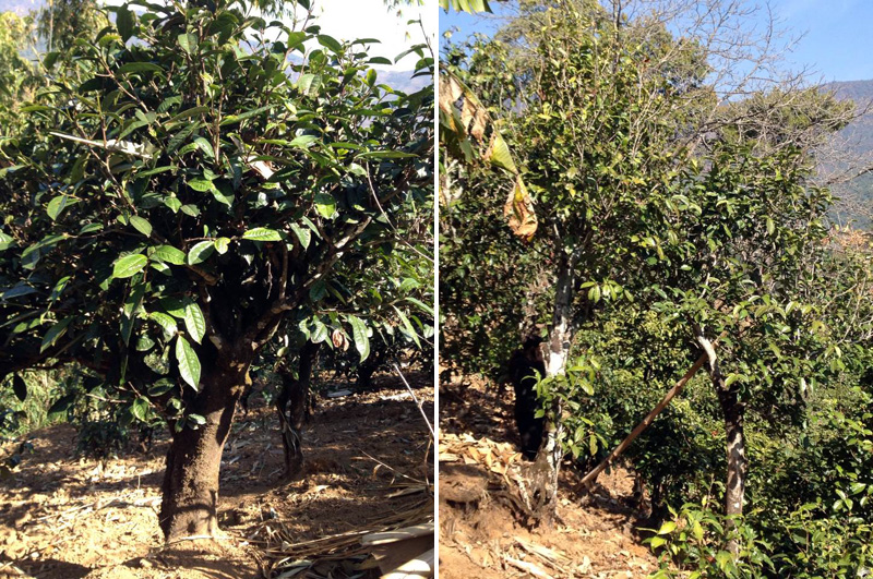 2021年忙肺古樹秋茶特點(diǎn)是什么？