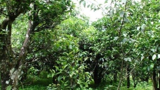 2021年忙肺古樹(shù)秋茶口感是什么?