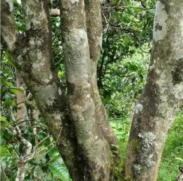 2021年忙肺古樹秋茶多少一公斤？