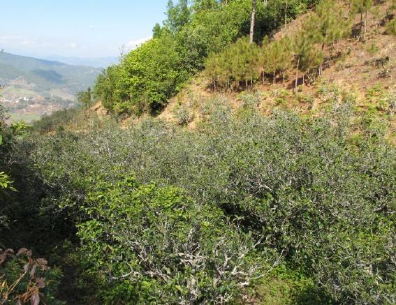 2021年梅子箐古樹秋茶特點是什么？