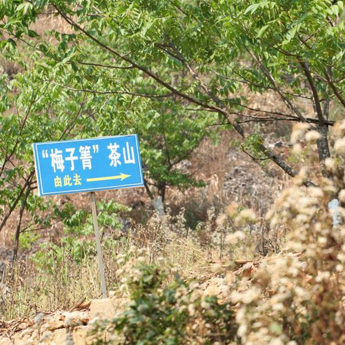 2021年梅子箐古樹秋茶口感！