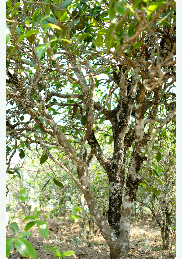 2021梅子箐古樹秋茶甜如冰島、香似昔歸:人間三月,怎么少得了梅子箐?