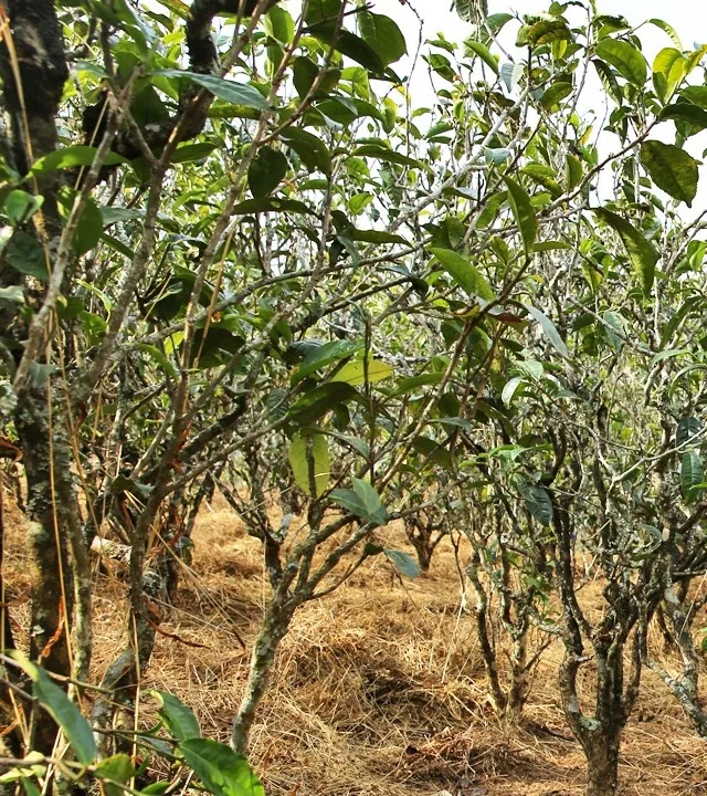 2021年巖子頭古樹秋茶口感是什么？