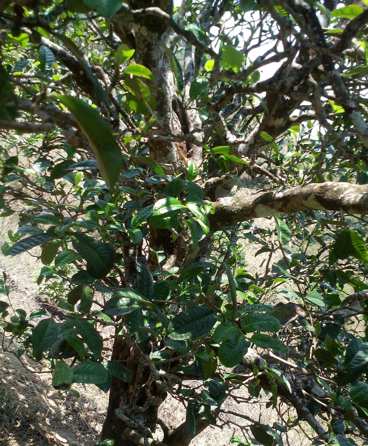 2021年巖子頭古樹秋茶特點(diǎn)？