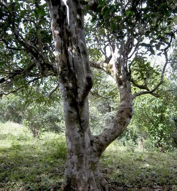 2021年巖子頭古樹秋茶，亂石出好茶！