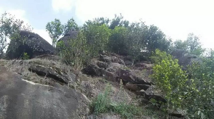 2021年巖子頭古樹秋茶內(nèi)含物質(zhì)可以和昔歸古樹毛茶相娉美·！