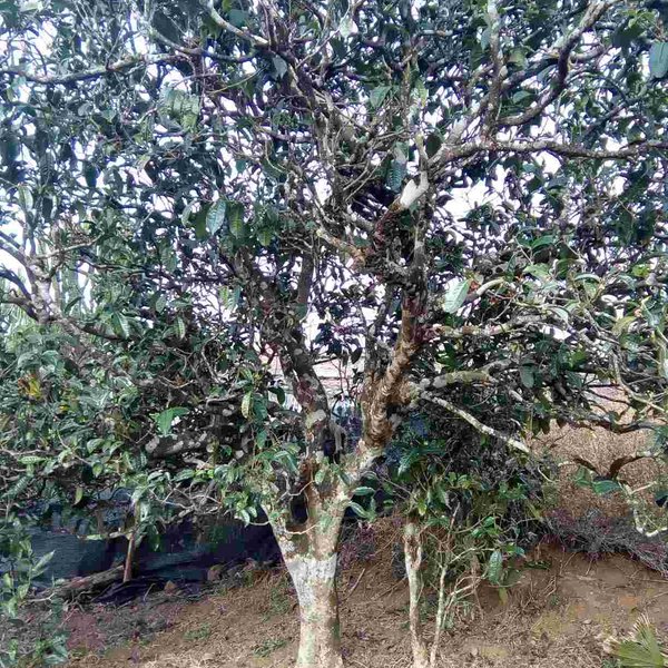 2021馬鞍山古樹秋茶口感？