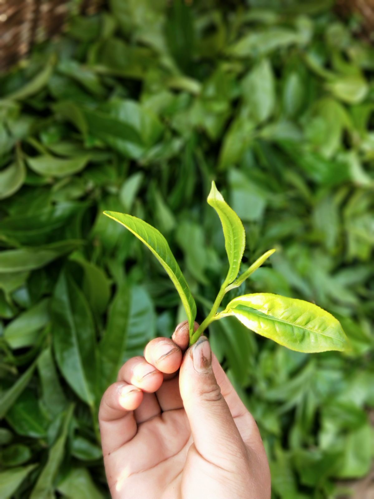 2021年馬鞍山古樹秋茶特點(diǎn)是什么？