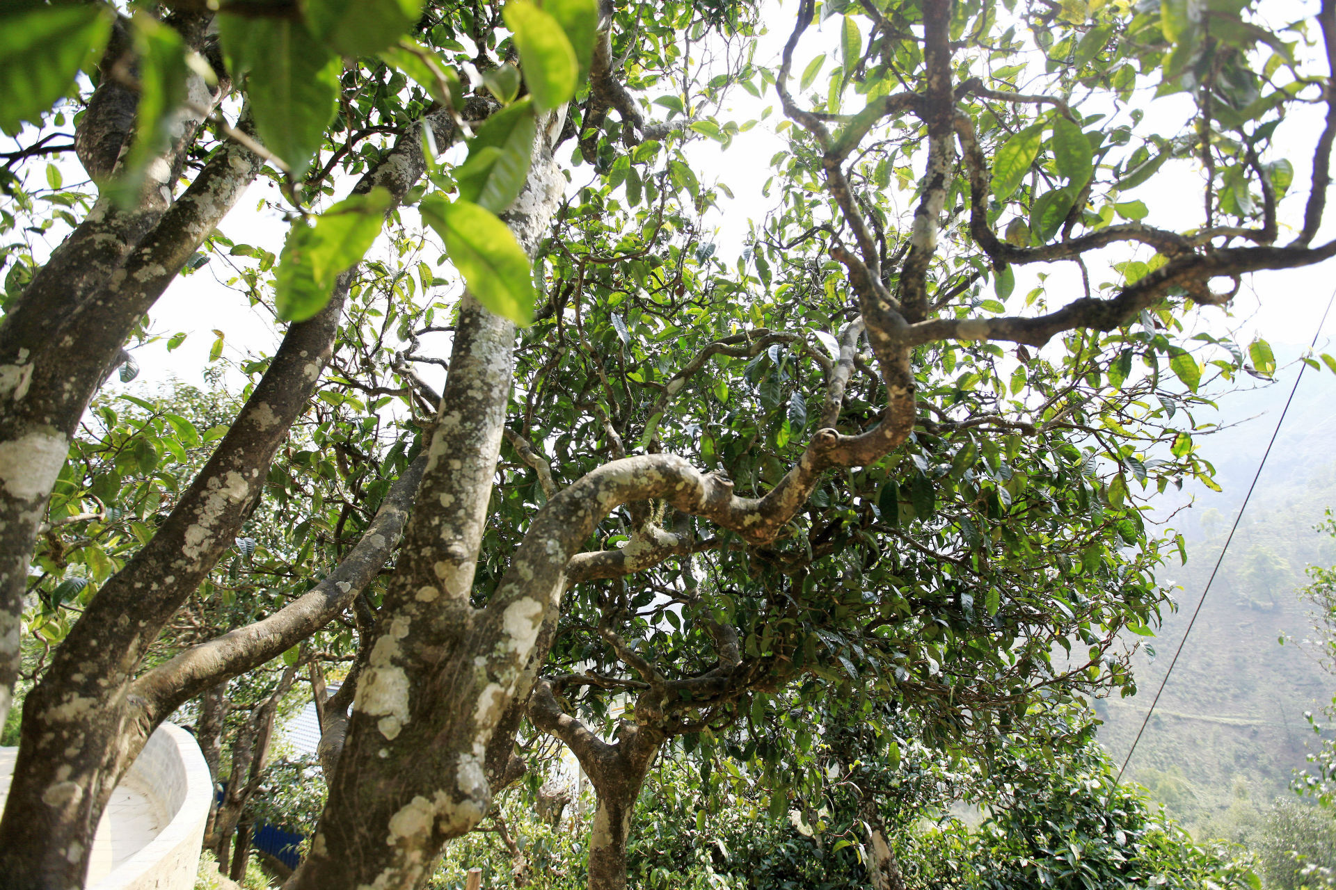 2021年馬鞍山古樹秋茶價值如何？