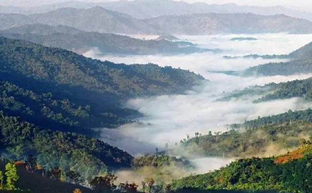 2021白鶯山古樹(shù)秋茶特點(diǎn)？