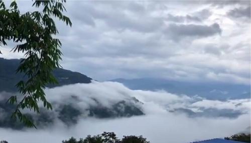 2021年白鶯山古樹秋茶多少錢一公斤？