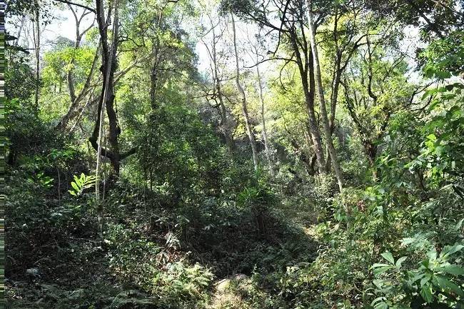 2021年老班章古樹秋茶特點(diǎn)？