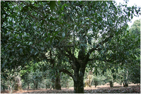 2021年老班章古樹秋茶多少錢一公斤？