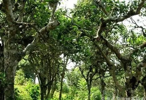 2021年新班章古樹秋茶特點？