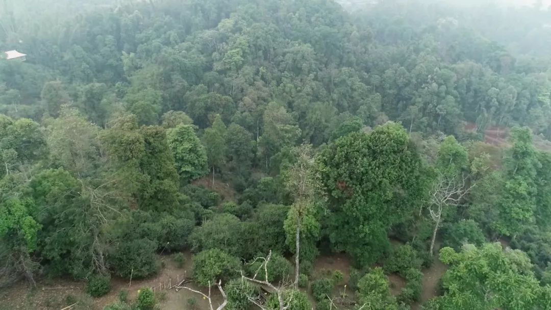 2021年新班章古樹秋茶口感是什么？