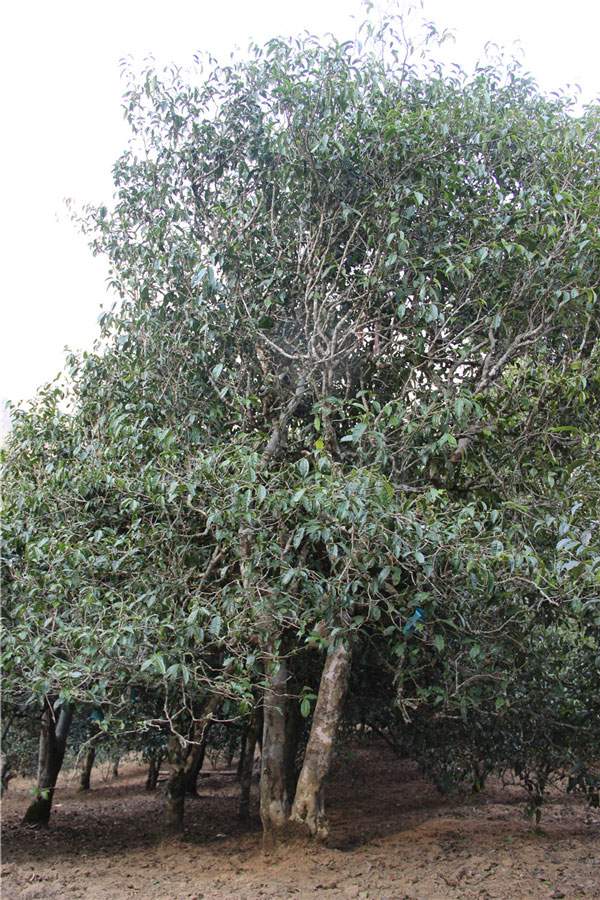 2021年新班章古樹秋茶品鑒！