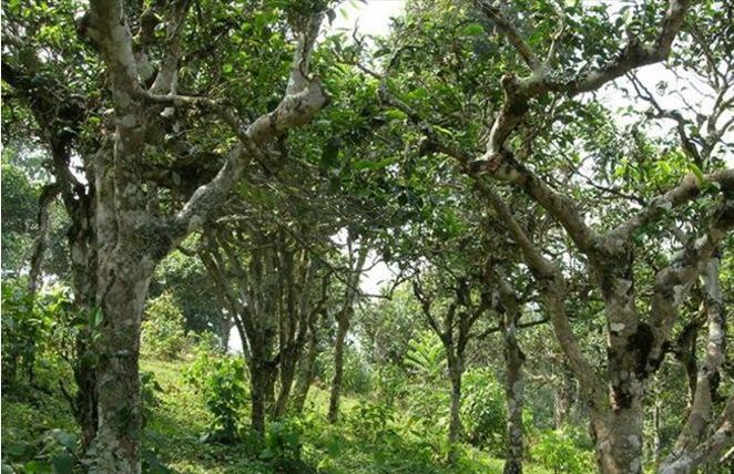 2021年新班章古樹秋茶多少錢一公斤？