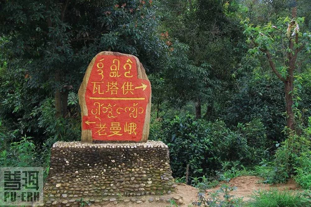 2021年老曼峨古樹秋茶價格多少？