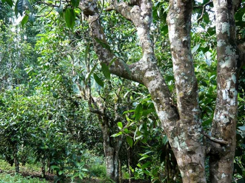 2021老曼峨古樹秋茶多少錢一公斤？