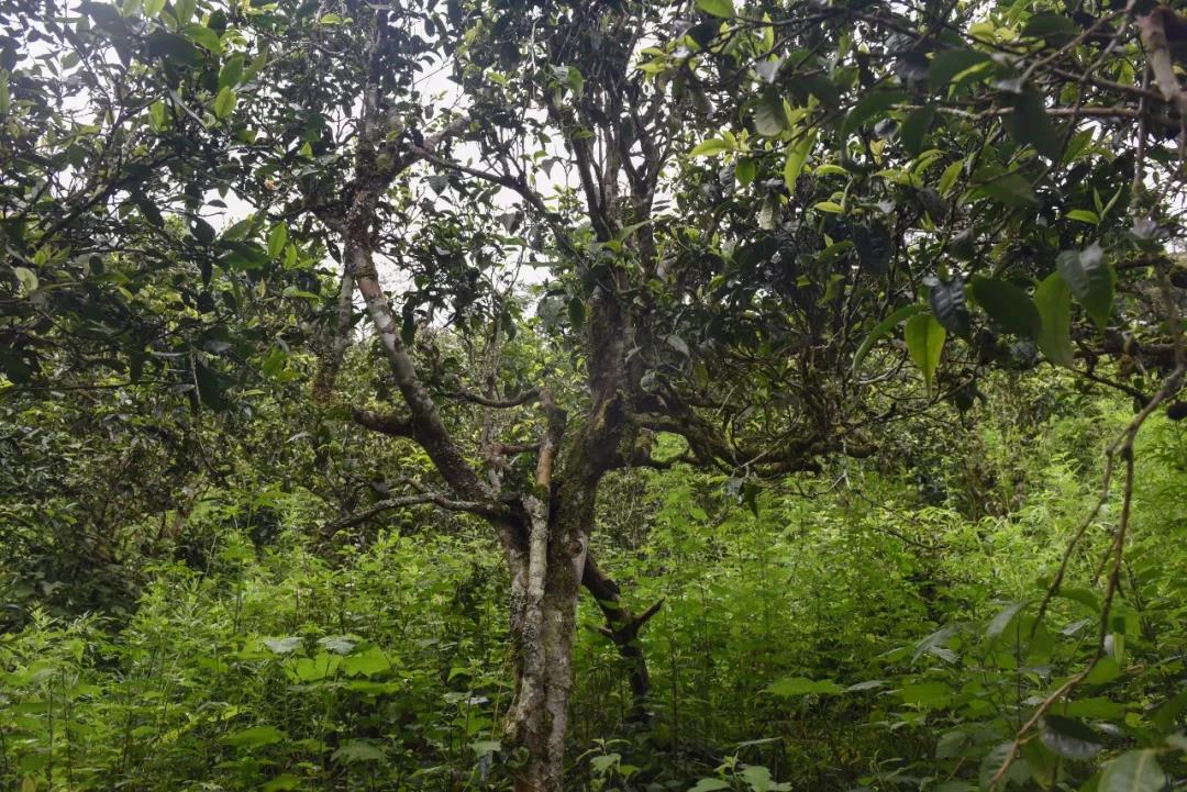 2021年班章茶區(qū)壩卡囡古樹秋茶口感？