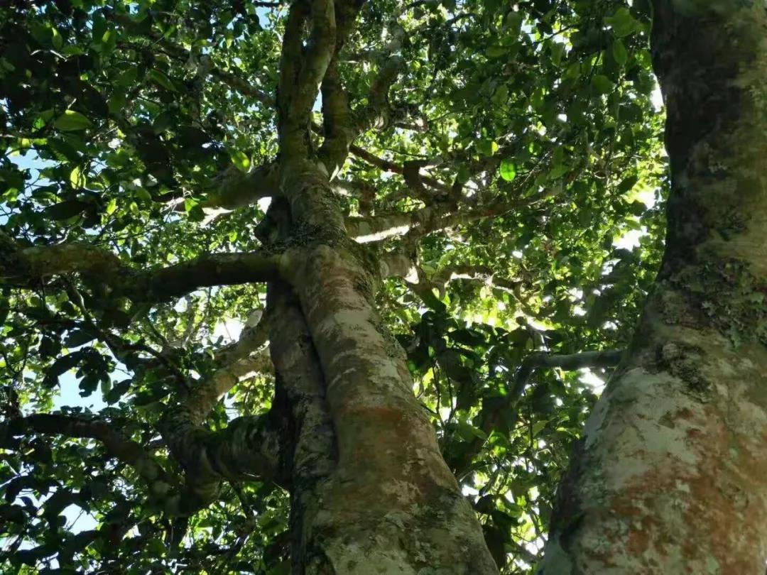 2021年班章茶區(qū)壩卡囡古樹秋茶特點？