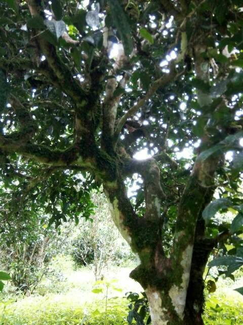 2021年班章茶區(qū)壩卡囡古樹秋茶多少錢一公斤？