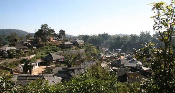 2021年班章茶區(qū)壩卡竜古樹秋茶多少錢一公斤？